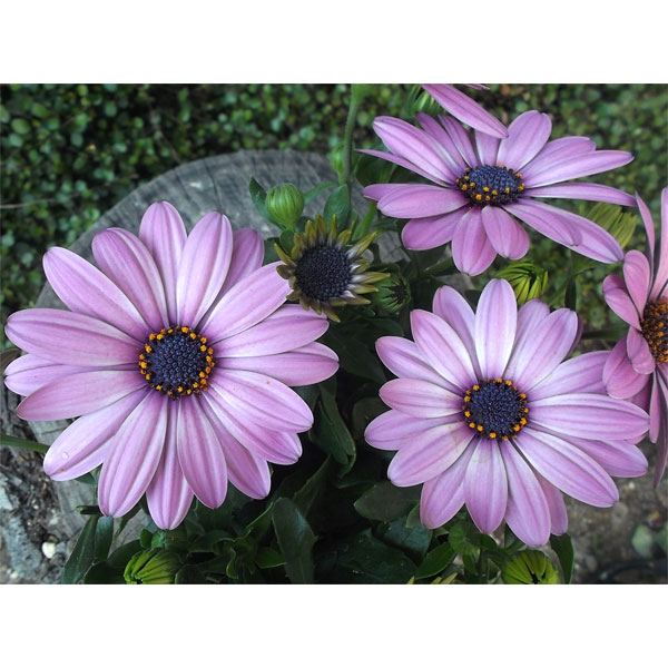 オステオスペルマム：セレニティ　ピンクロマンス5号鉢植え