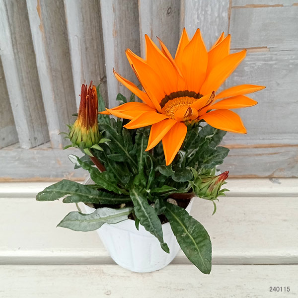 園芸ネット本店｜巨大輪ガザニア：かがやき オレンジ系（目あり）3.5号