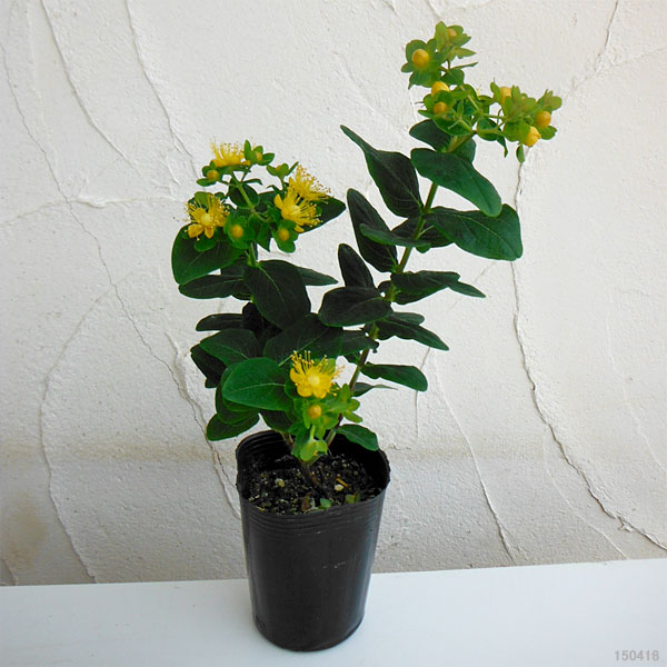 ヒペリカム：ジュエリーピンクサファイア3号ポット