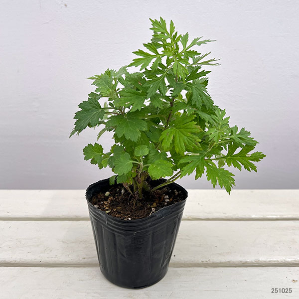 マグワート3号ポット