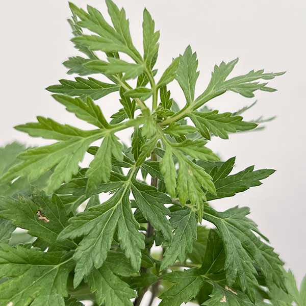 マグワート3号ポット