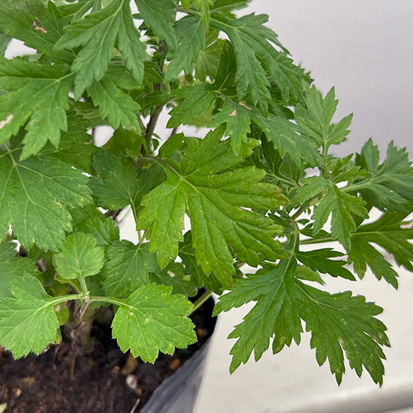 マグワート3号ポット