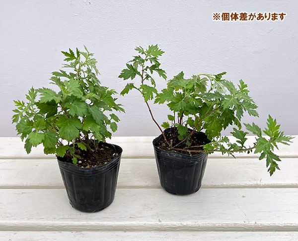 マグワート3号ポット