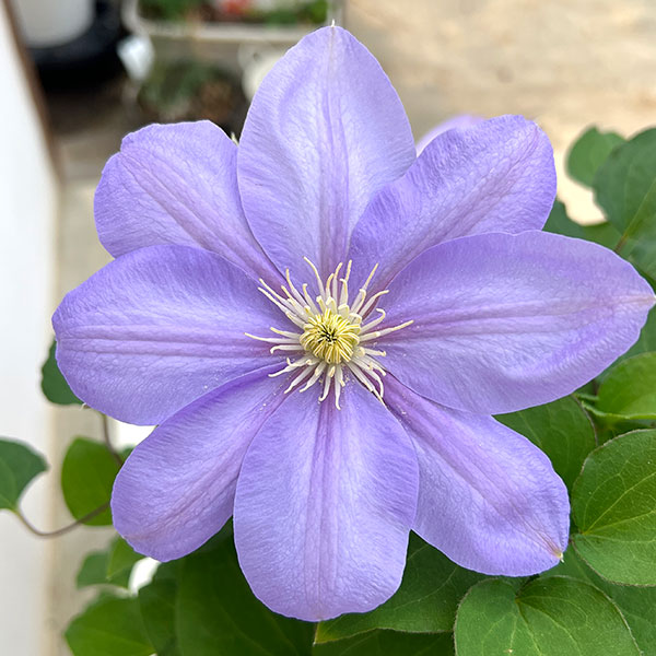 （わけあり特価）クレマチス：パストラーレ5号鉢（大輪系）