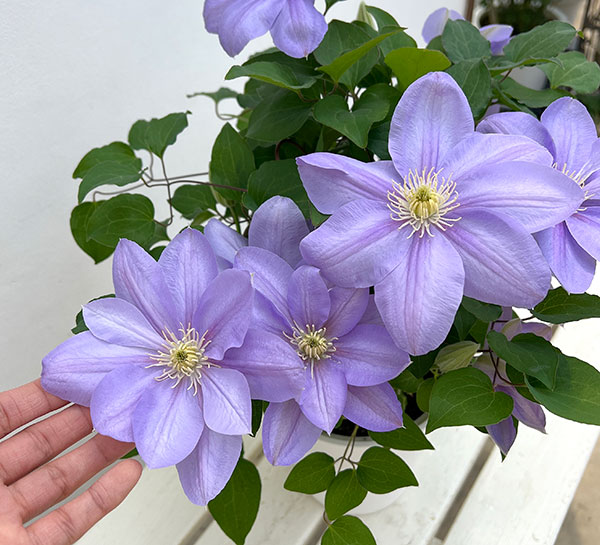 （わけあり特価）クレマチス：パストラーレ5号鉢（大輪系）