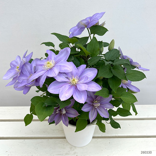 （わけあり特価）クレマチス：パストラーレ5号鉢（大輪系）