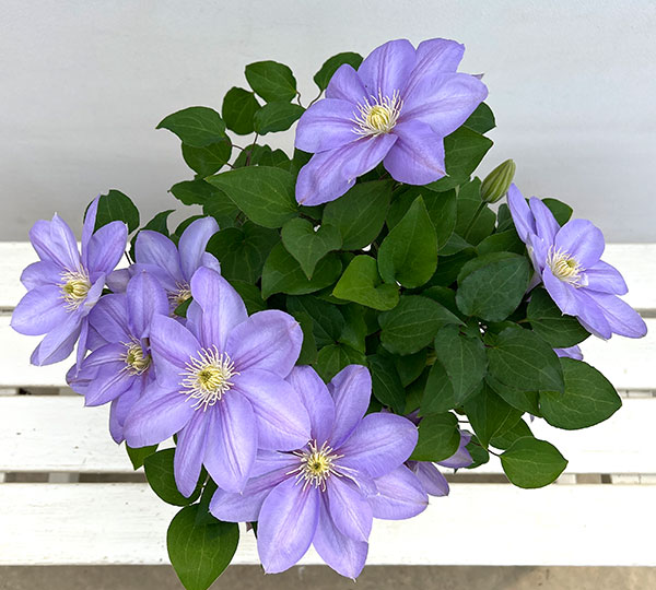 （わけあり特価）クレマチス：パストラーレ5号鉢（大輪系）