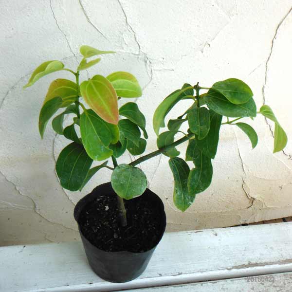 [26年6月中下旬予約]シナモン（セイロンニッケイ）4号ポット樹高20cm