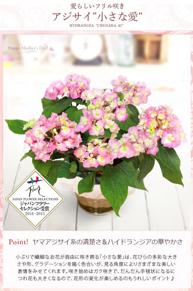 押し花アート【アンダルシアの薔薇と孔雀の羽根】【B】 押し花アート【アンダルシアの薔薇と孔雀の羽根】【A】