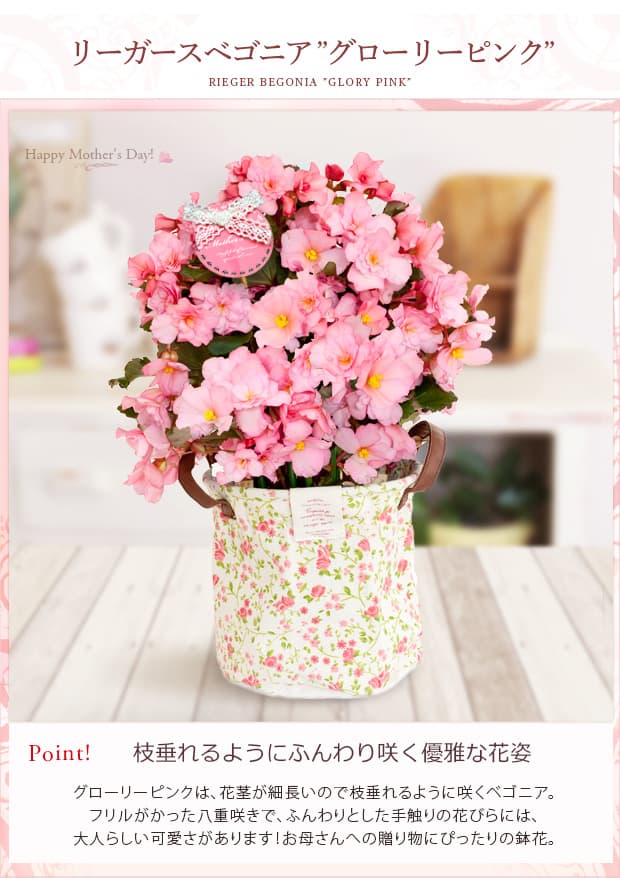 園芸ネット本店｜[送料無料][2015年母の日ギフト][予約]リーガース