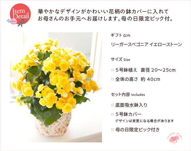 ベゴニア　ククラータ　斑入り（オーレア、イエロー） 🦍 -TGK-r60402- 🦍 Begonia cucullata aurea variegated