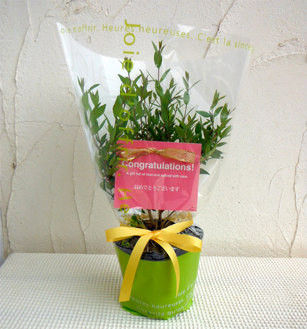 苗木ギフト：マートル「おめでとうございます」カード付