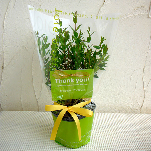 苗木ギフト：マートル「ありがとうございました」カード付