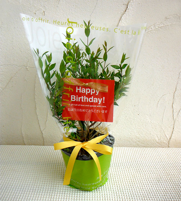 苗木ギフト：マートル「お誕生日おめでとうございます」カード付