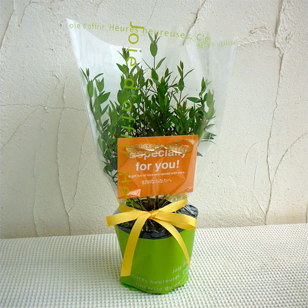 苗木ギフト：マートル「特別なあなたへ」カード付