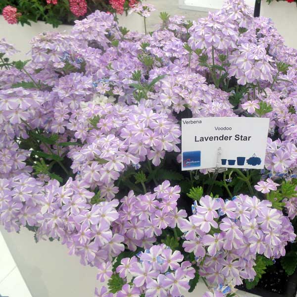 [26年4月上旬予約]バーベナ：エストレラ　ラベンダースター3.5号ポット