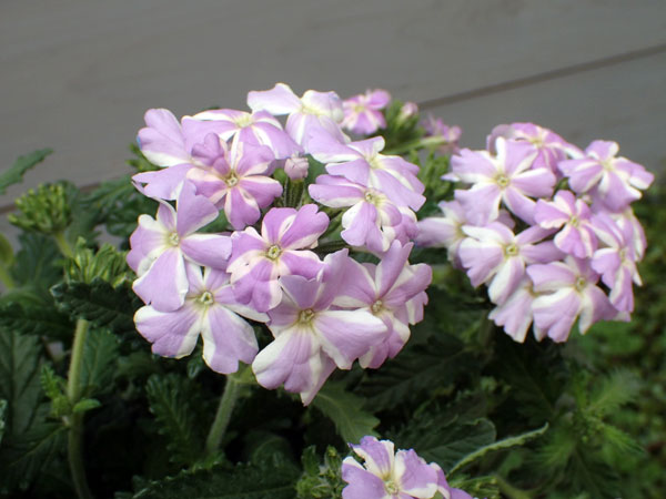 [26年4月上旬予約]バーベナ：エストレラ　ラベンダースター3.5号ポット