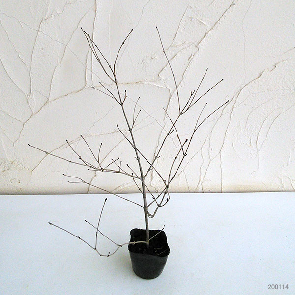 オトコヨウゾメ3号ポット