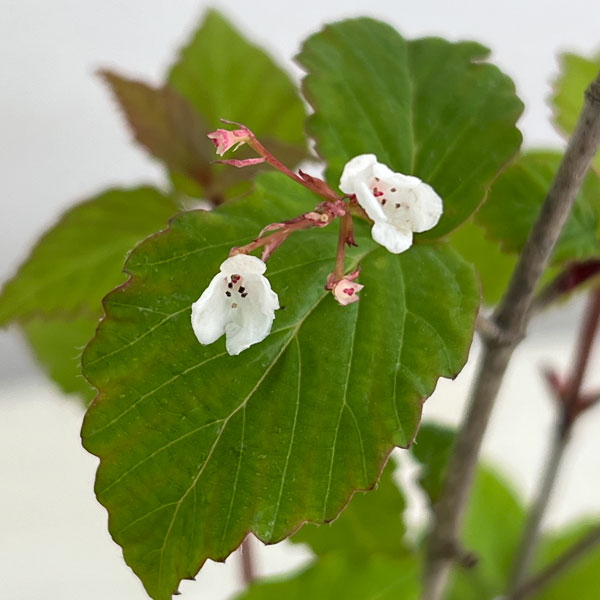 オトコヨウゾメ3号ポット