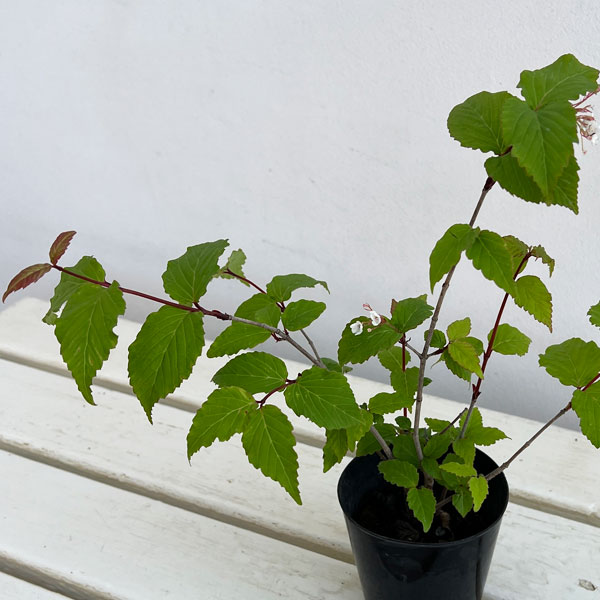 オトコヨウゾメ3号ポット