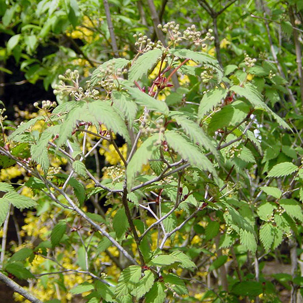 オトコヨウゾメ3号ポット