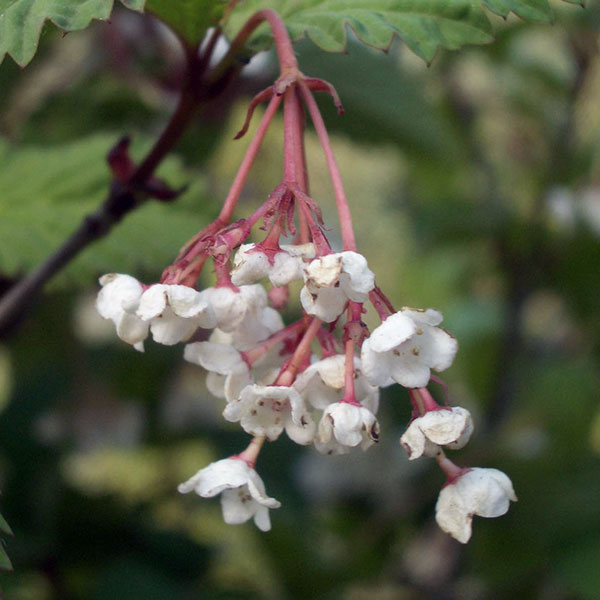 オトコヨウゾメ3号ポット