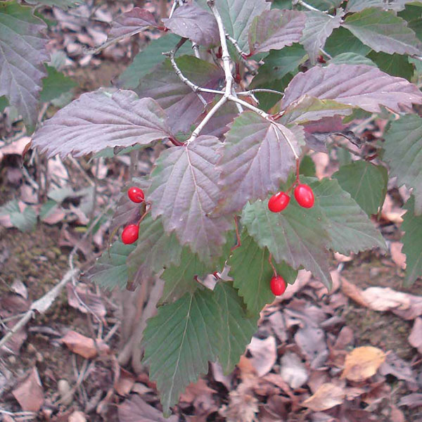 オトコヨウゾメ3号ポット