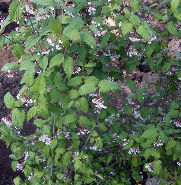 オトコヨウゾメ3号ポット