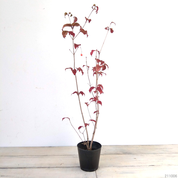 オトコヨウゾメ3号ポット