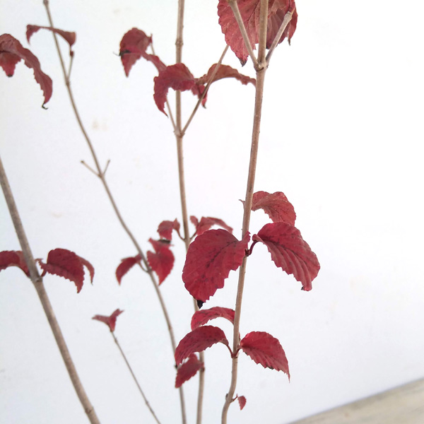 オトコヨウゾメ3号ポット