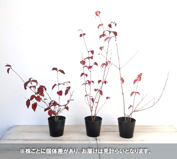 オトコヨウゾメ3号ポット