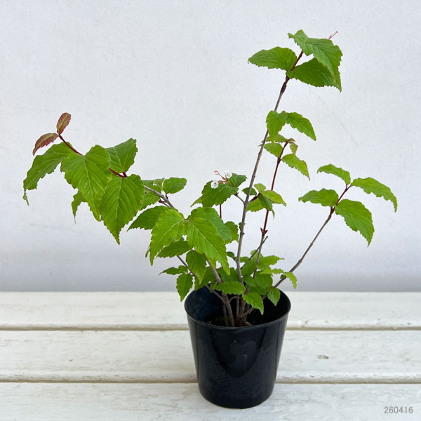 オトコヨウゾメ3号ポット