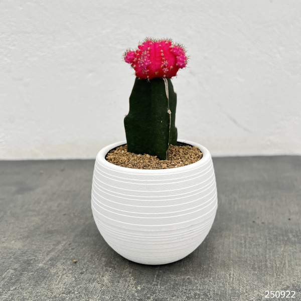 サボテン：緋牡丹（ヒボタン）ピンク3号ポット