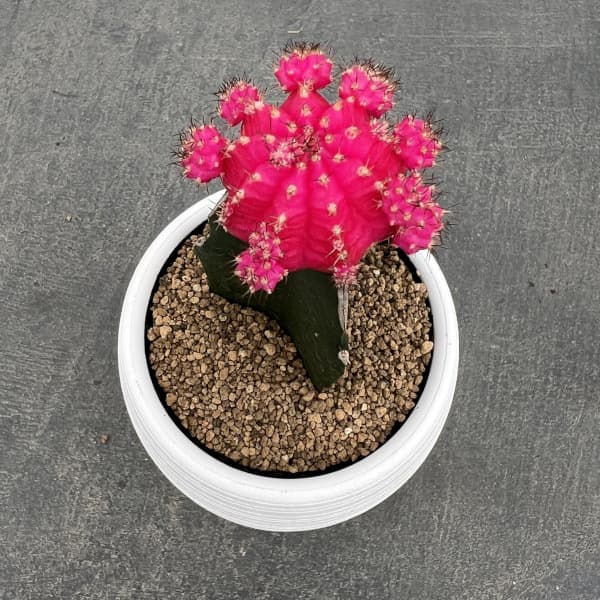 サボテン：緋牡丹（ヒボタン）ピンク3号ポット