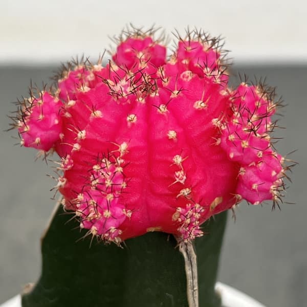 サボテン：緋牡丹（ヒボタン）ピンク3号ポット