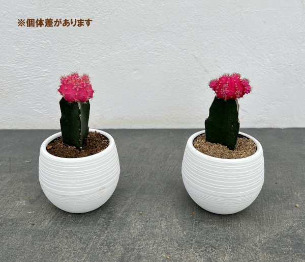 サボテン：緋牡丹（ヒボタン）ピンク3号ポット