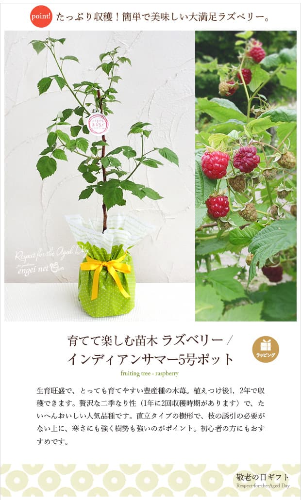園芸ネット本店｜[2019年敬老の日ギフト][予約]木いちご（キイチゴ
