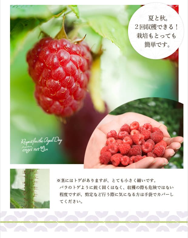 園芸ネット本店｜[2019年敬老の日ギフト][予約]木いちご（キイチゴ