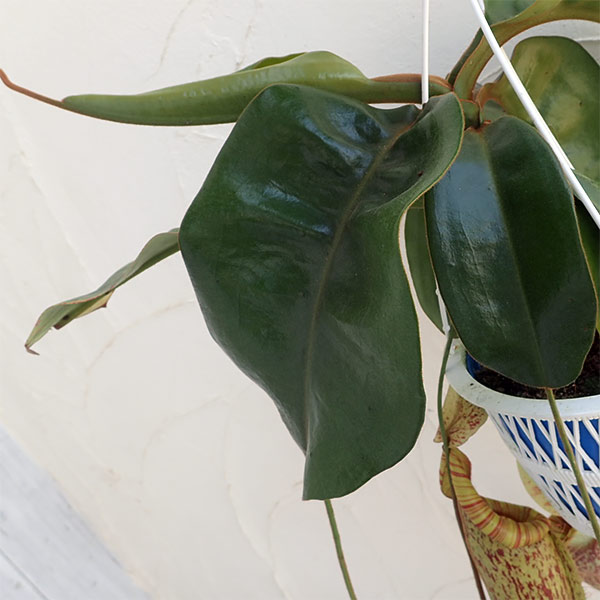 ネペンテス：ダイエリアーナ　7号吊り鉢入り