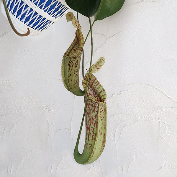 ネペンテス：ダイエリアーナ　7号吊り鉢入り