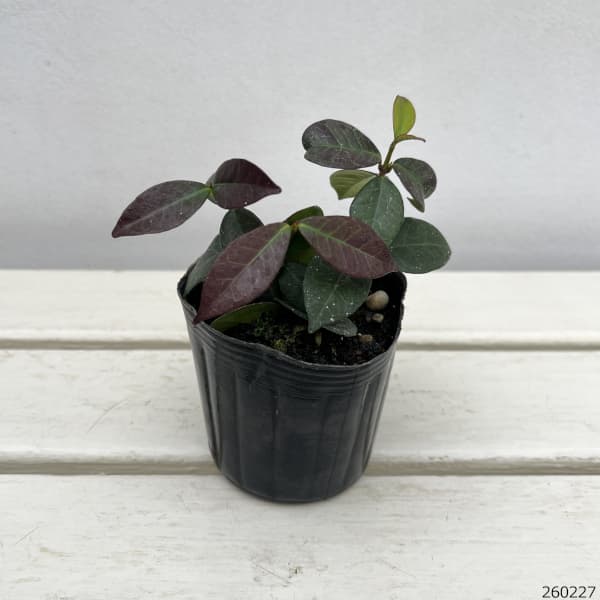スタージャスミン(トウテイカ)3号ポット