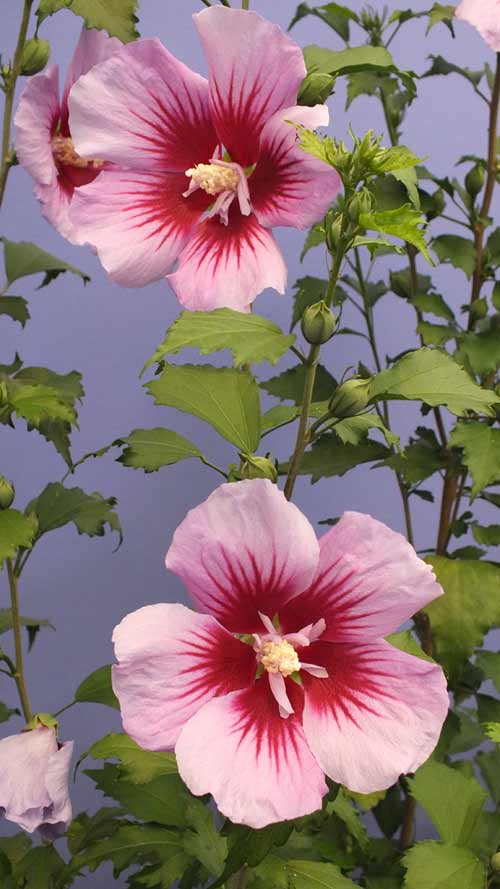 [26年2月中下旬予約]ムクゲ（槿）：パープルピラー5号ポット