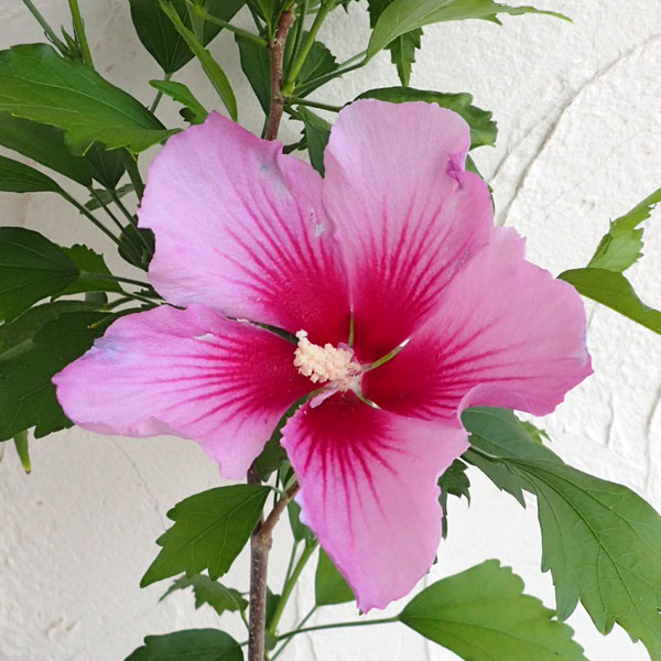 [26年2月中下旬予約]ムクゲ（槿）：パープルピラー5号ポット