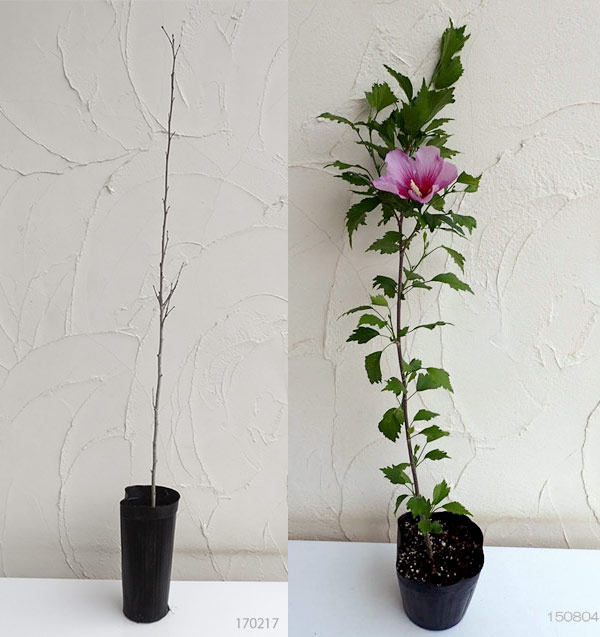 [26年2月中下旬予約]ムクゲ（槿）：パープルピラー5号ポット