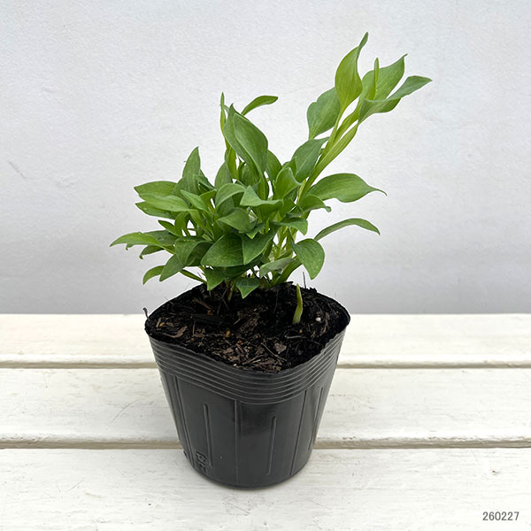 アルストロメリア:ルーミナス3.5号ポット