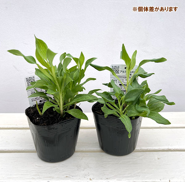 アルストロメリア:ルーミナス3.5号ポット