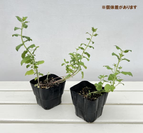 ネペタ(キャットミント) :ピンクキャンディー3.5号ポット*