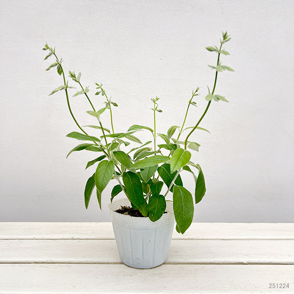 サルビア:ディスコロール3.5号ポット