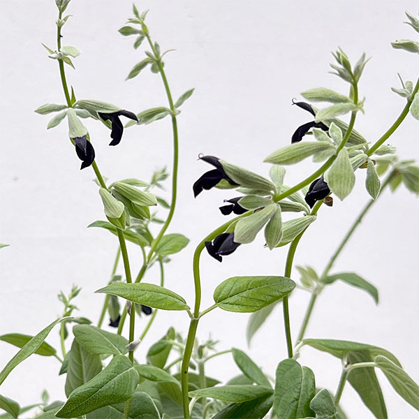 サルビア:ディスコロール3.5号ポット