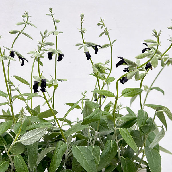 サルビア:ディスコロール3.5号ポット